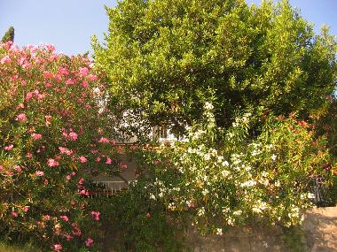 Ferienhaus in Trpanj (Dubrovacko-Neretvanska) oder Ferienwohnung oder Ferienhaus
