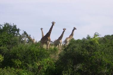 Giraffen im nahen Lake Eland Nature Reserve.