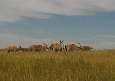 Eland Antilopen im nahen Tala Game Reserve.