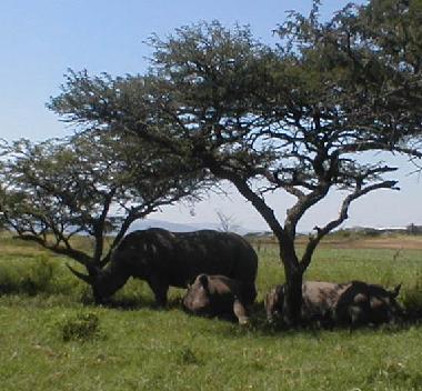 Breitmaul Nash�rner mit Baby im Tala Game Reserve.