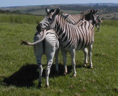 Zebras im Oribi Gorge Nature Reserve.
