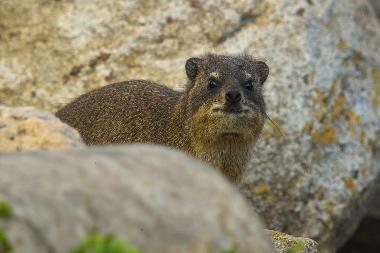 Niedlicher Klippschliefer in den Felsen am Strand.