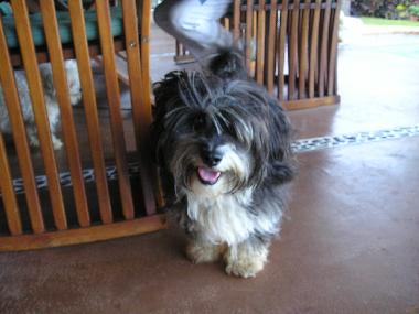 Einstein! Er bewacht zusammen mit Rusty die Lodge.