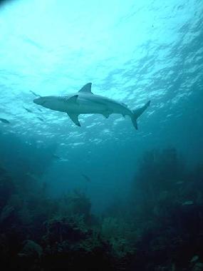 Gef�hrtes Haitauchen in den Protea Banks, einem der ber�hmtesten Hai Hot Spots der Welt.