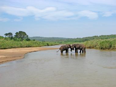 Elefanten im Imfolozi Game Reserve.