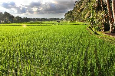 Ferienhaus in Ubud (Bali) oder Ferienwohnung oder Ferienhaus