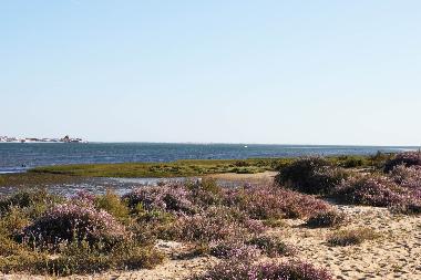 Ferienhaus in Olhao (Algarve) oder Ferienwohnung oder Ferienhaus