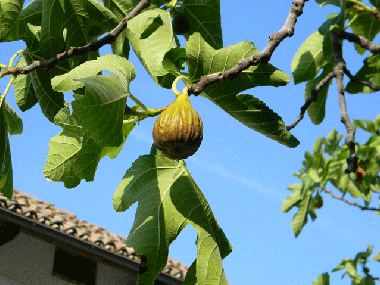 Ferienwohnung in Calamandrana (Asti) oder Ferienwohnung oder Ferienhaus