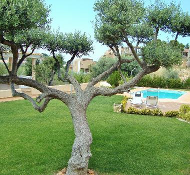 Chalet in Peiscola (Castelln / Castell) oder Ferienwohnung oder Ferienhaus