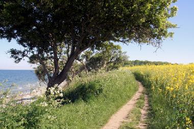 Spaziergang auf Fehmarn (hier am Staberhuk). Die Rapsbl�te und das Blau von Himmel und Meer sind ein