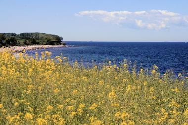 Fehmarn zur Zeit der Rapsbl�te (Mai/Juni)