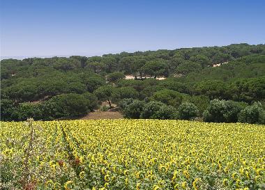 Ferienhaus in Chiclana (Cdiz) oder Ferienwohnung oder Ferienhaus