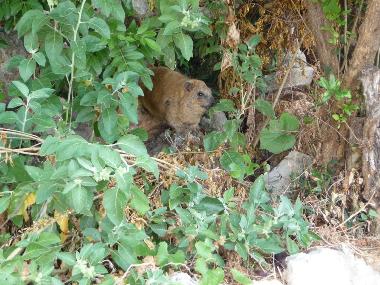 Ferienhaus in Haifa (Hefa (Haifa)) oder Ferienwohnung oder Ferienhaus