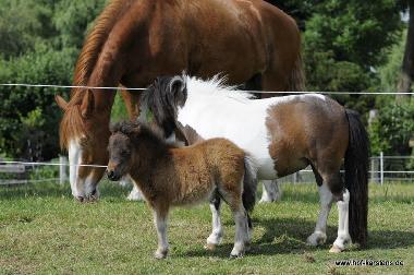 Ferienwohnung in Elpersbttel (Nordsee-Festland) oder Ferienwohnung oder Ferienhaus