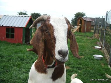 Ferienwohnung in Elpersbttel (Nordsee-Festland) oder Ferienwohnung oder Ferienhaus