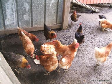 Ferienwohnung in Elpersb�ttel (Nordsee-Festland) oder Ferienwohnung oder Ferienhaus