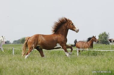 Ferienwohnung in Elpersb�ttel (Nordsee-Festland) oder Ferienwohnung oder Ferienhaus