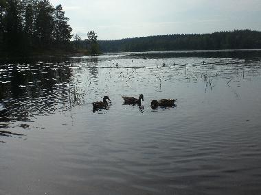 Ferienhaus in Kuru (Lansi-Suomen Laani) oder Ferienwohnung oder Ferienhaus