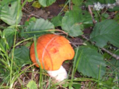 Ferienhaus in Kuru (Lansi-Suomen Laani) oder Ferienwohnung oder Ferienhaus