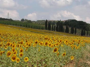 Ferienhaus in castelnuovo berardenga Siena (Siena) oder Ferienwohnung oder Ferienhaus