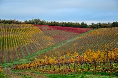 Ferienhaus in castelnuovo berardenga Siena (Siena) oder Ferienwohnung oder Ferienhaus
