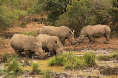 Breitmaulnash�rner im Tala Game Reserve.