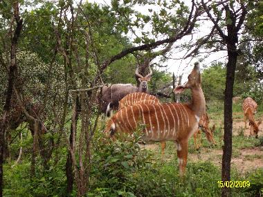 Nyala Antilopen Herde mit Bock.