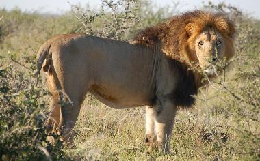 K�nig der Tiere im Hluhluwe Game Reserve.