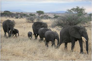 Kleine Elefantenherde im Imfolozi Game Reserve.