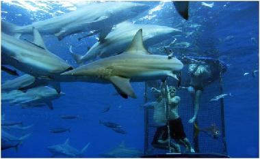 Haitauchen im Softk�fig.