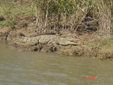 Krokodile in der Krokofarm oder in der Wildnis in Hluhluwe oder St Lucia.