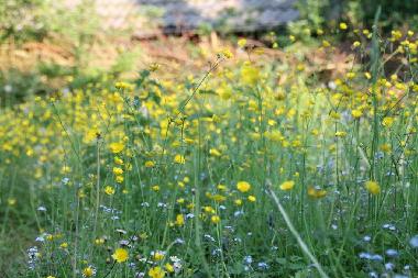 Ferienwohnung in Manslagt (Nordsee-Festland / Ostfriesland) oder Ferienwohnung oder Ferienhaus