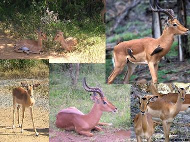 Impala Antilopen im Lake Eland Nature Reserve.