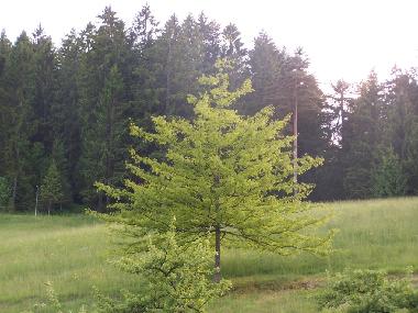Ferienwohnung in Bad-Rippoldsau (Schwarzwald) oder Ferienwohnung oder Ferienhaus
