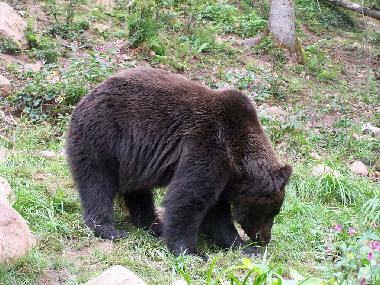 Ferienwohnung in Bad-Rippoldsau (Schwarzwald) oder Ferienwohnung oder Ferienhaus