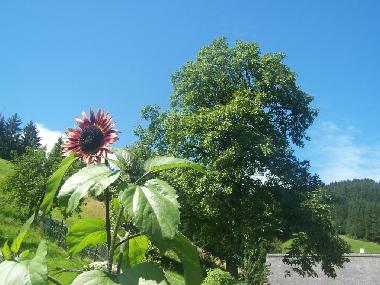Ferienwohnung in Bad-Rippoldsau (Schwarzwald) oder Ferienwohnung oder Ferienhaus