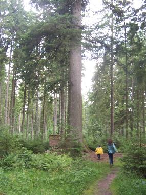 Ferienwohnung in Bad-Rippoldsau (Schwarzwald) oder Ferienwohnung oder Ferienhaus
