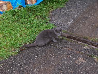 Ferienwohnung in Bad-Rippoldsau (Schwarzwald) oder Ferienwohnung oder Ferienhaus