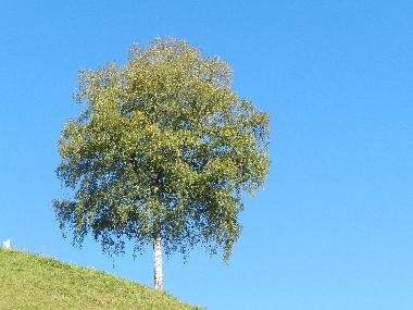 Ferienwohnung in Tschagguns (Bludenz-Bregenzer Wald) oder Ferienwohnung oder Ferienhaus