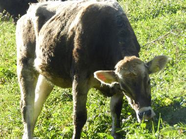 Ferienwohnung in Tschagguns (Bludenz-Bregenzer Wald) oder Ferienwohnung oder Ferienhaus