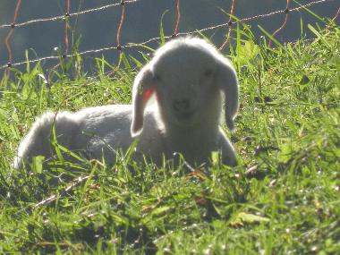 Ferienwohnung in Tschagguns (Bludenz-Bregenzer Wald) oder Ferienwohnung oder Ferienhaus