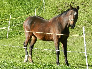 Ferienwohnung in Tschagguns (Bludenz-Bregenzer Wald) oder Ferienwohnung oder Ferienhaus