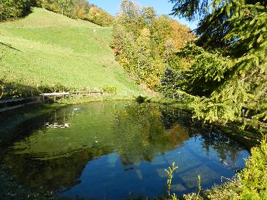 Hauseigener Fischteich