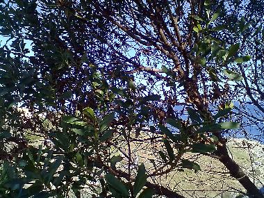 Ferienwohnung in AUGUSTA (Siracusa) oder Ferienwohnung oder Ferienhaus