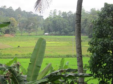 Ferienhaus in Kandy-Gelioya (Kandy) oder Ferienwohnung oder Ferienhaus