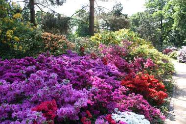 Rododendron Park in Loschwitz