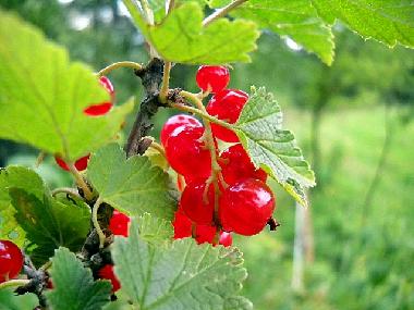 Ferienhaus in Lapanow (Malopolskie) oder Ferienwohnung oder Ferienhaus