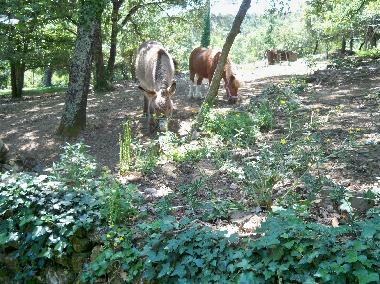 Ferienhaus in Saint-Brs (Gard) oder Ferienwohnung oder Ferienhaus