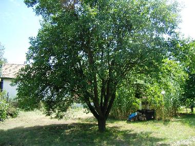 Ferienhaus in Siofok - Toreki (Somogy) oder Ferienwohnung oder Ferienhaus