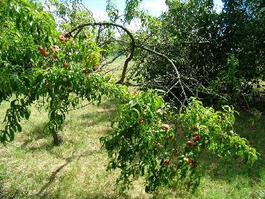 Ferienhaus in Siofok - Toreki (Somogy) oder Ferienwohnung oder Ferienhaus